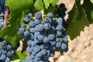 Denuncian que la mayoría de viticultores de Rioja sigue sin contrato ni precio por su uva