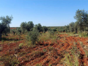 CLYGAL pregunta por la prometida ayuda para el viñedo y olivar de secano