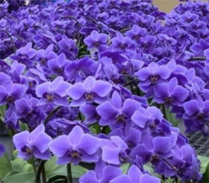 EEUU considera que la orquídea azul MG tiene el mismo riesgo como plaga vegetal que la no MG