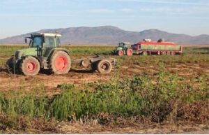UPA-UCE estima en 76 M€ las pérdidas para el tomate extremeño por clima y precios