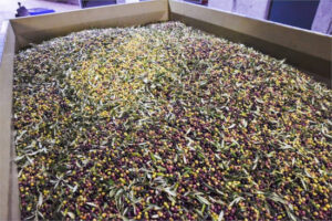 La cosecha de aceite de oliva podría duplicarse en Cataluña y alcanzar las 35.500 t