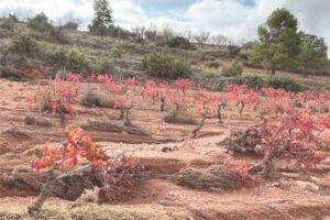 UPA denuncia la eliminación de las ayudas para los agricultores afectados por la DANA de 2024