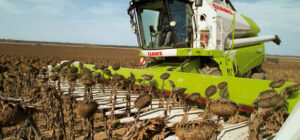 Reclaman precios justos para el cultivo del girasol