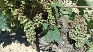 ¿Cómo serán  las ayudas de la Diputación de Álava al viñedo afectado por mildiu?