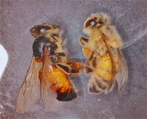Logran reducir la mortalidad de abejas mediante una herramienta biotecnológica