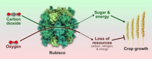 Desarrollan nanoestructuras que podrían mejorar la fotosíntesis y reducir el uso de agua y nitrógeno en cultivos