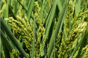 Se pierde más de la cuarta parte de superficie de arroz en Extremadura en 10 años