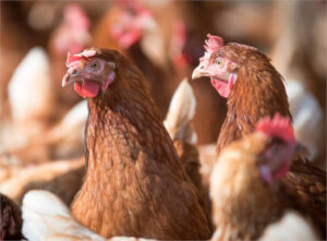 Influenza aviar: CLM decreta el confinamiento de las aves de corral en toda la región