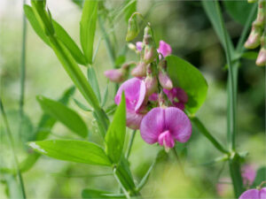 El FEGA revisa al alza los importes provisionales de las ayudas asociadas de superficie 2025