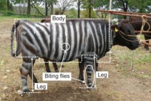 ¿Y si disfrazáramos a las vacas de cebra?