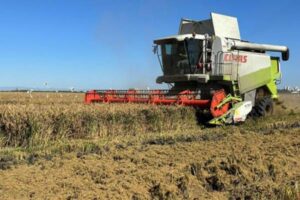 El arroz valenciano pide una salvaguardia “operativa” tras el voto de INTA