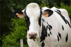 Por primera vez se detectan anticuerpos de influenza aviar en una vaca lechera en la UE