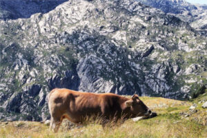 Huesca pide reforzar el control del ganado procedente de Francia por la DNC