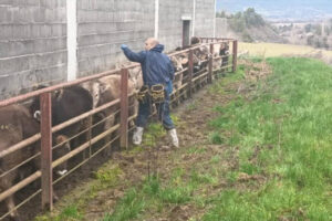 Segundo caso de DNC detectado en Aragón
