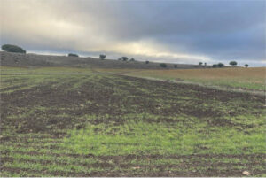 Los daños del jabalí afectan hasta el 80% en siembras de secano en Ciudad Real