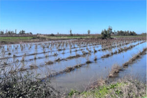 El MAPA publica una primera lista de más de 140.000 potenciales beneficiarios de ayudas por borrascas