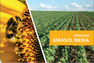 ¿Por qué elegir semillas de girasol de Lidea?