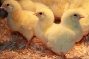Fortalecimiento óseo en aves de corral mediante la suplementación con selenio orgánico