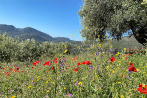 Evalúan el impacto de la agricultura regenerativa en el olivar