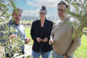 Descifran el genoma completo del hongo que causa el emplomado del olivo