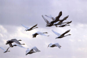 Disminuye los casos de influenza aviar en aves en toda la UE