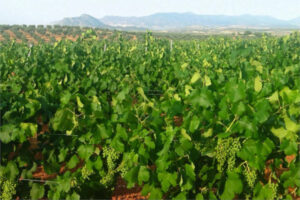 Fuego cruzado entre los viticultores de cava de Extremadura