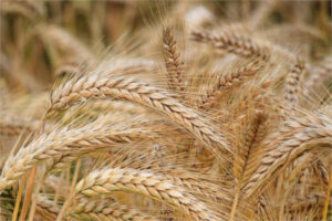 Reino Unido autoriza el primer cultivo con edición genética: una cebada más rica en grasa