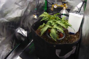 La IA ya cultiva sin ayuda humana: el experimento Sol