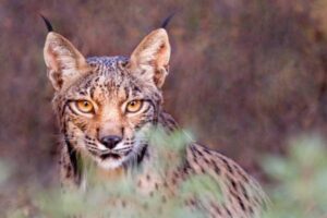 Condenado un cazador a más de 100.000 euros de multa por abatir a una lince