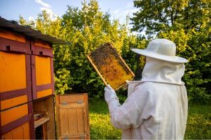 El sobrecoste del gasóleo puede llegar a 10.000 € anuales en apicultura trashumante