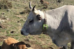 La Rioja convoca ayudas para ganaderos afectados por tuberculosis bovina en 2025