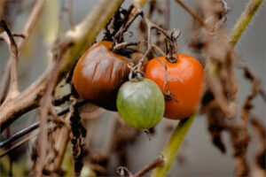 UdeU: Italia lo hace con el tomate y Francia con el plátano, ¿por qué el MAPA no?