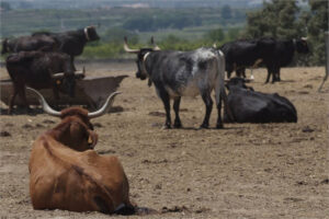 Piden vacunar por DNC las granjas de vacas de Castellón
