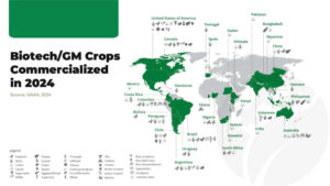 Biotecnología agrícola: 20 cultivos en 31 países