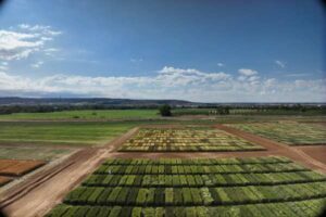 La IA y los sensores descubren qué trigo aguanta mejor el cambio climático