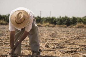 El sector agrario pierde 11.000 empresas en tres años mientras el resto de la economía crece