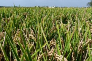 Cooperativas Agro-alimentarias urge al Parlamento Europeo a blindar el arroz frente a las importaciones sin aranceles