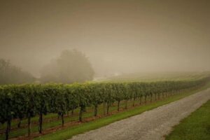 Las lluvias dejan sin arrancar viñedos en Castilla-La Mancha y ASAJA pide más tiempo