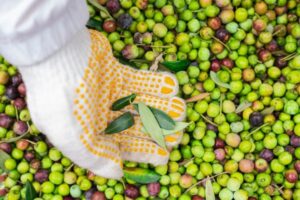 El aceite de oliva se vende como nunca pero el olivarero sigue sin ganar dinero
