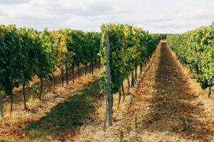 La vendimia en verde llega a El Bierzo: menos de veinte viticultores optan por destruir cosecha ante el excedente de vino