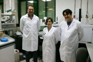 Analizan la aceituna para predecir la composición del aceite de oliva
