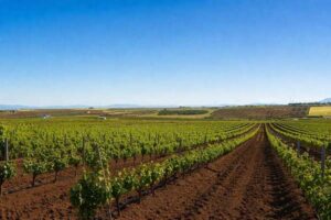Extremadura denuncia presupuestos «discriminatorios» para la reestructuración del viñedo
