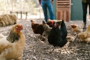 España levanta el confinamiento de las aves de corral por la influenza aviar