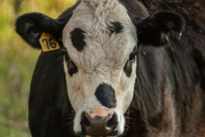 Los nuevos umbrales de emisiones para el campo son inasumibles según UdeU