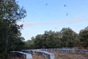 Alertan de la muerte de colmenas en Salamanca por la presión del abejaruco