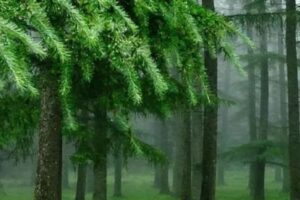 Organizaciones agrarias y forestales exigen que la simplificación de la EUDR sea «una realidad funcional»