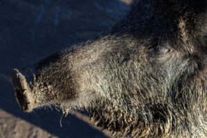 La PPA ya ha costado 717 millones al sector porcino español