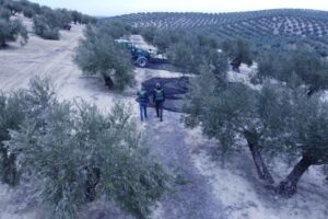 Detenidos dos hombres por comercializar aceituna robada mediante documentación falsa