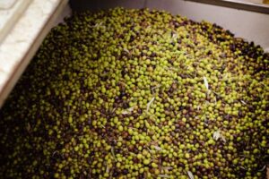 España aguanta sola el suministro de aceite de oliva a Europa en el tramo final de campaña