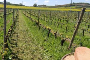 Nuevas reglas europeas para plantaciones: ¿qué cambia en tu viña?